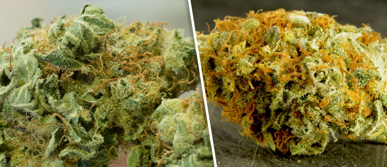 Wie Man die Qualität von Cannabis erkennt - CannaConnection