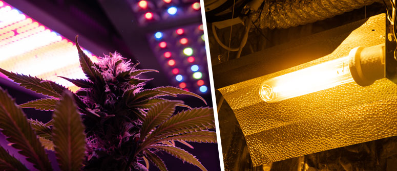 6. INSTALA LUCES DE CULTIVO