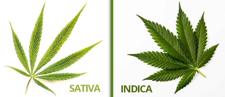 Famous indica strains worth trying out