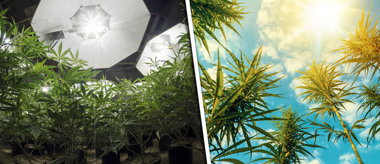 WHAT DOES PHOTOPERIOD MEAN FOR CANNABIS GROWERS?