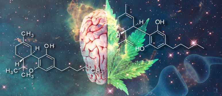 WHAT ARE THE EFFECTS OF THC?