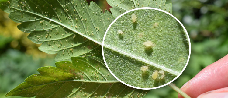 CÓMO DETECTAR UNA INFESTACIÓN DE PULGONES