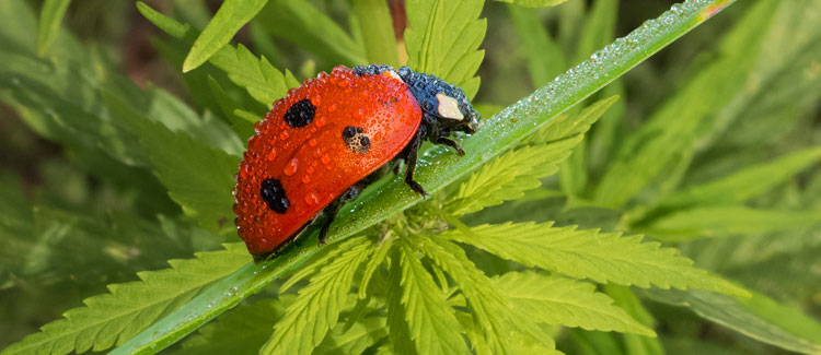 AGGIUNGERE I PREDATORI NATURALI PER RIMUOVERE GLI AFIDI