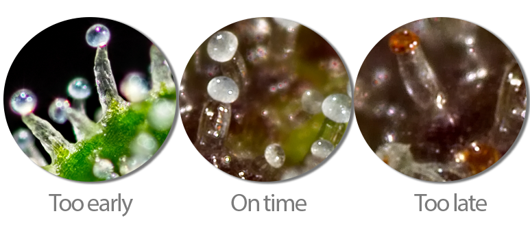 TWO METHODS: PISTILS & TRICHOMES