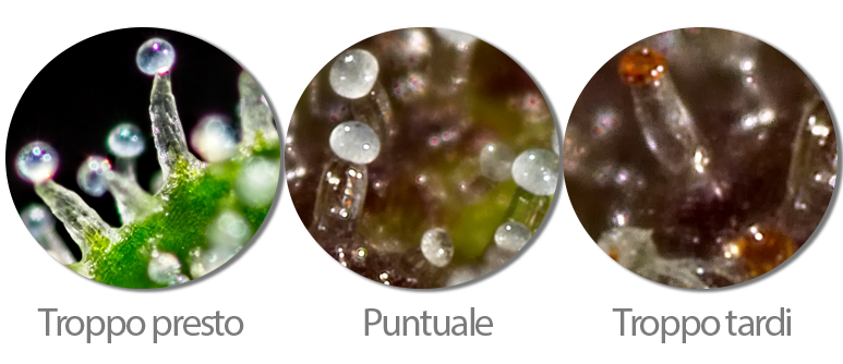 DUE METODI: PISTILLI & TRICOMI