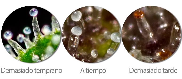 DOS MÉTODOS: PISTILOS Y TRICOMAS