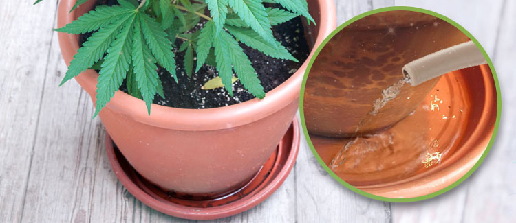 Come e quando irrigare le piante di cannabis