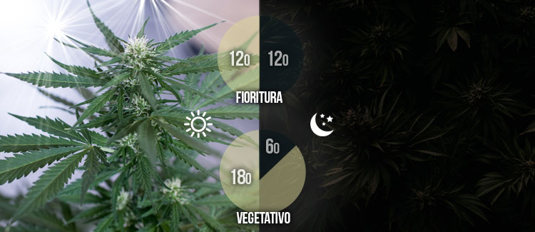 PERCHÉ È IMPORTANTE SEGUIRE UN RIGIDO CICLO DI LUCE?