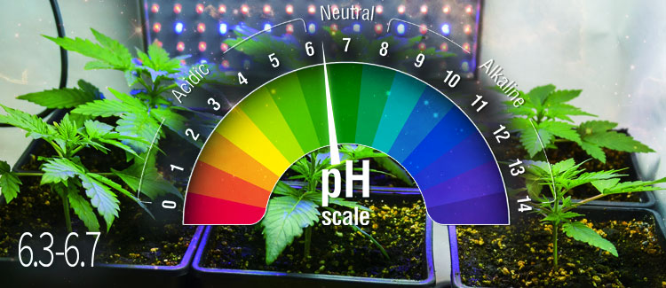 ERDE Idealer pH-Wert: 6,3–6,7