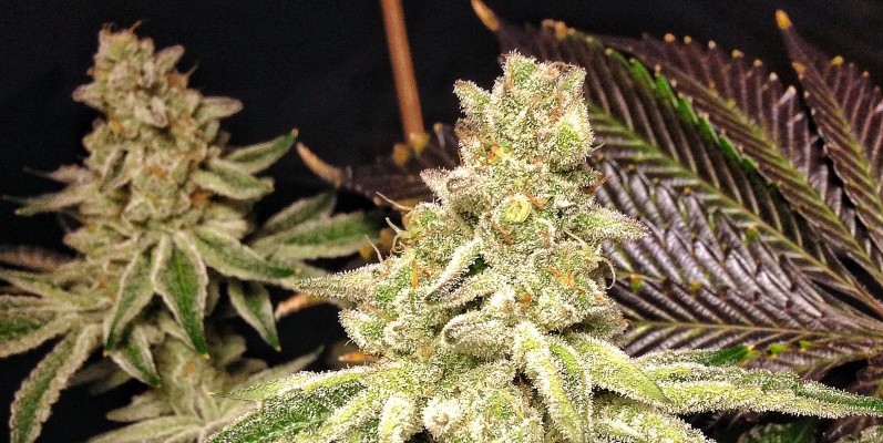 Cookies and cream – Exotic Genetix