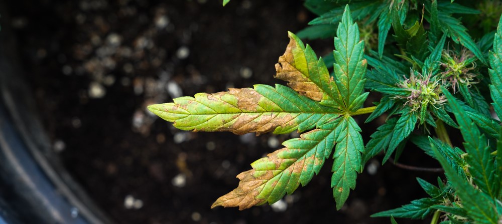 Cannabis Leaf With Nutrient Deficiency