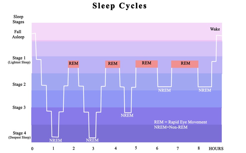 THE 3 STAGES OF SLEEP