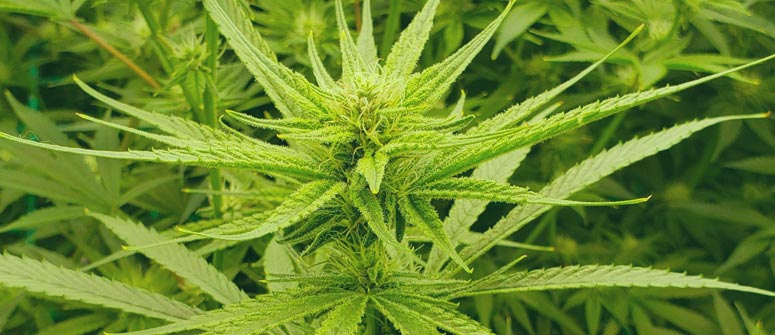 Preguntas Frecuentes Sobre La Green Crack