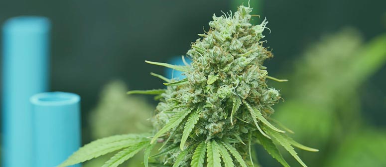 Popularity of Green Crack Strain