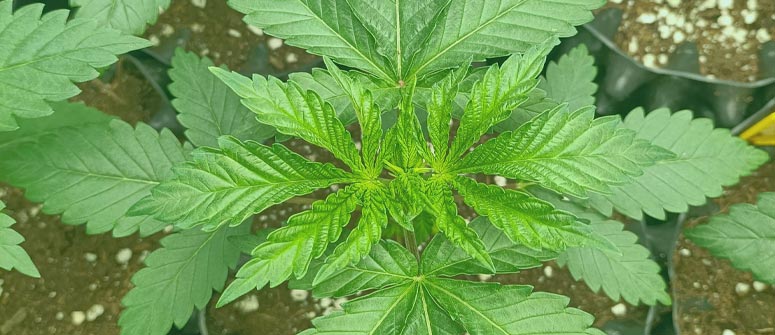 Consejos Para Cultivar Og Kush