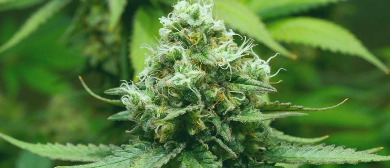Uses of OG Kush