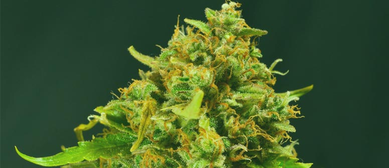 Medical Benefits of Zkittlez Strain