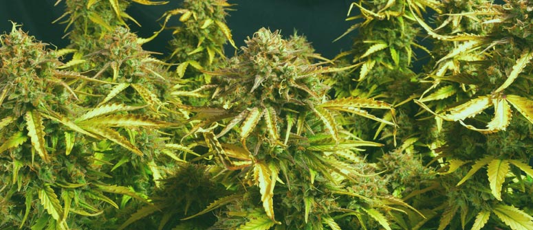 Efectos Secundarios De La Zkittlez