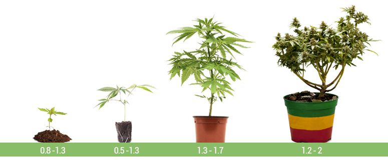 Cannabis Weekly Growth Chart