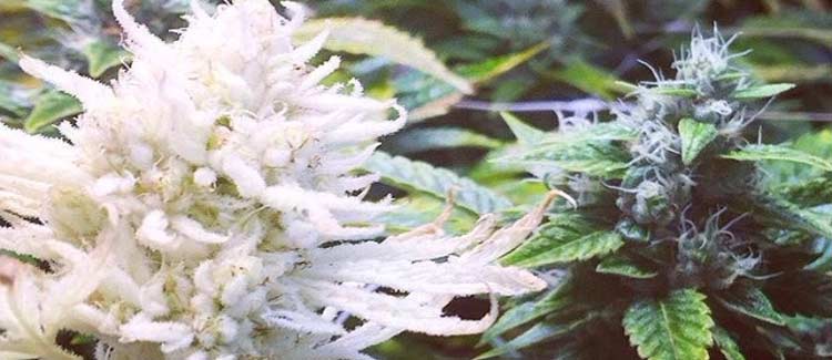 Albino weed would probably be low in cannabinoids
