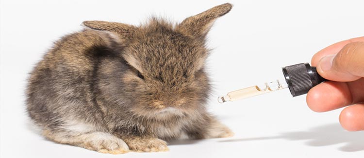 LES ANIMAUX PEUVENT AUSSI BÉNÉFICIER DU CBD