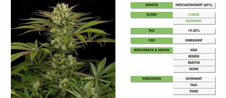 BLUE CHEESE