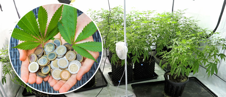 UNDERSTAND THE COSTS 12-important-things-to-know-before-growing-cannabis-1