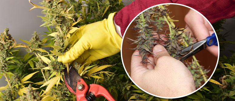 Stages of Growing Weed 101 - The Top Things You Need to Know