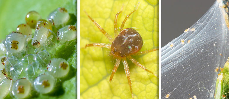 HOW TO SPOT SPIDER MITES