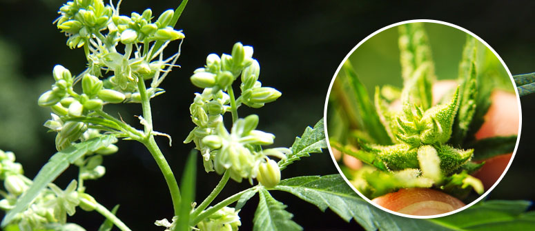 PLANTAS DE MARIHUANA MACHO