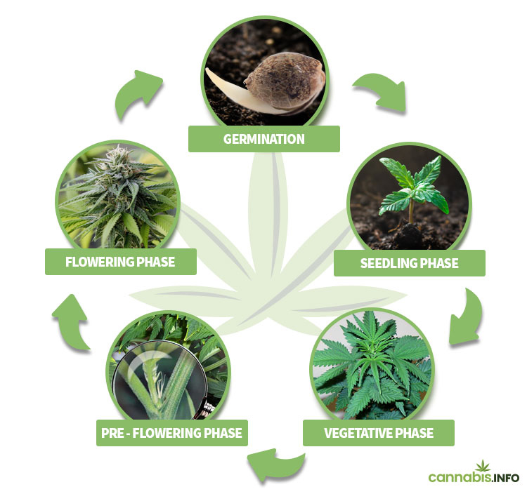 The 5 phases of the life cycle of cannabis plants