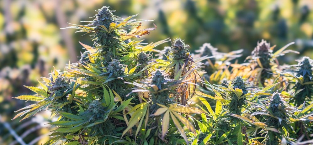 Nozioni base sulla coltivazione di cannabis all'aperto