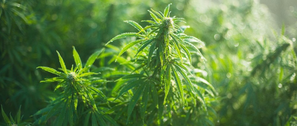 Die grundlagen des cannabisanbaus im freien