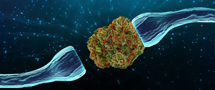 Wie kann cannabis endocannabinoidmangel bekämpfen?