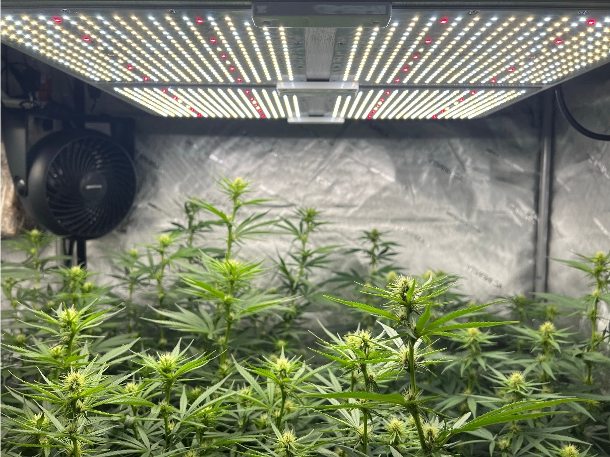 https://www.cannaconnection.com/img/cms/closeup-of-cannabis-plants-growing-under-a-warming-2023-03-15-16-40-51-utcSunshineDaydream.jpg