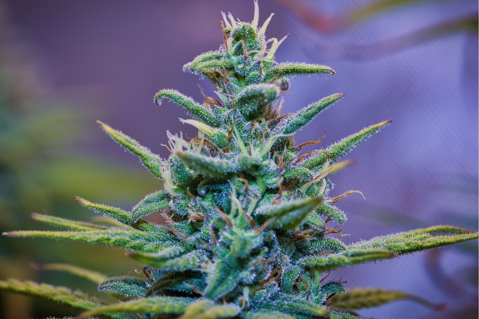 Rainbow Sherbet