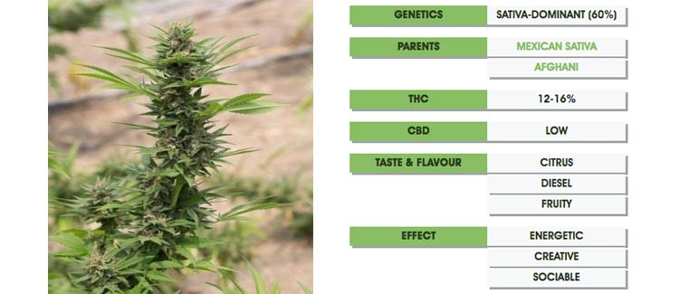 Chemdawg turns diesel