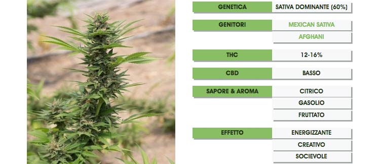 La chemdawg diventa diesel