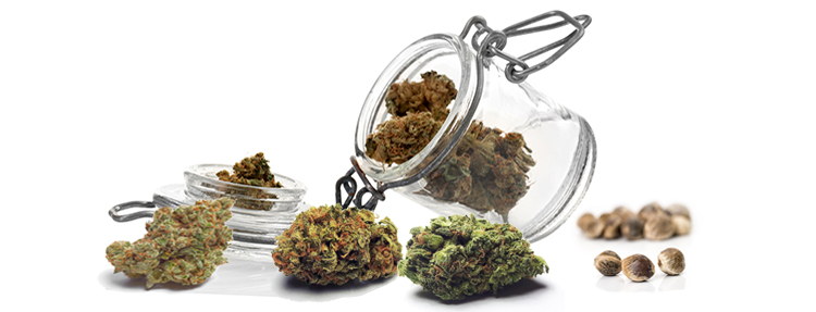Varietà di cannabis diverse