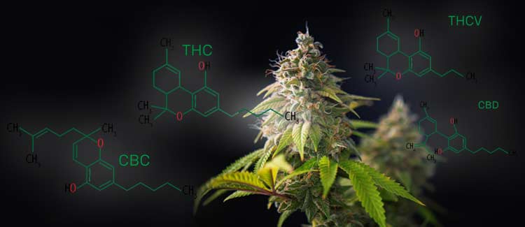 Descubrimiento de los cannabinoides