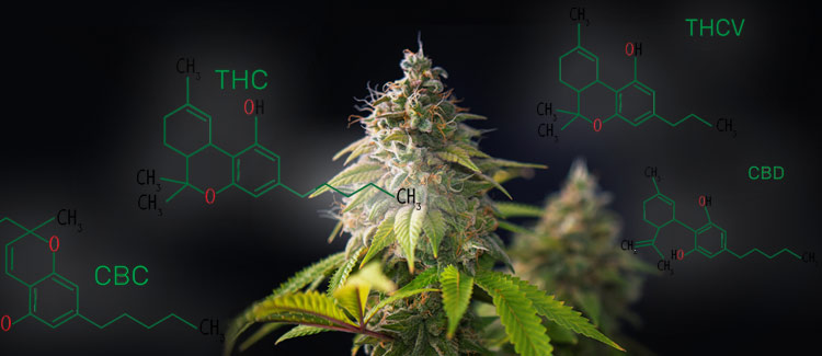 CBD CAN COUNTERACT THE EFFECTS OF THC AND WORKS BEST IN COMBINATION WITH OTHER CANNABINOIDS