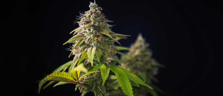 How to use npk when growing cannabis: