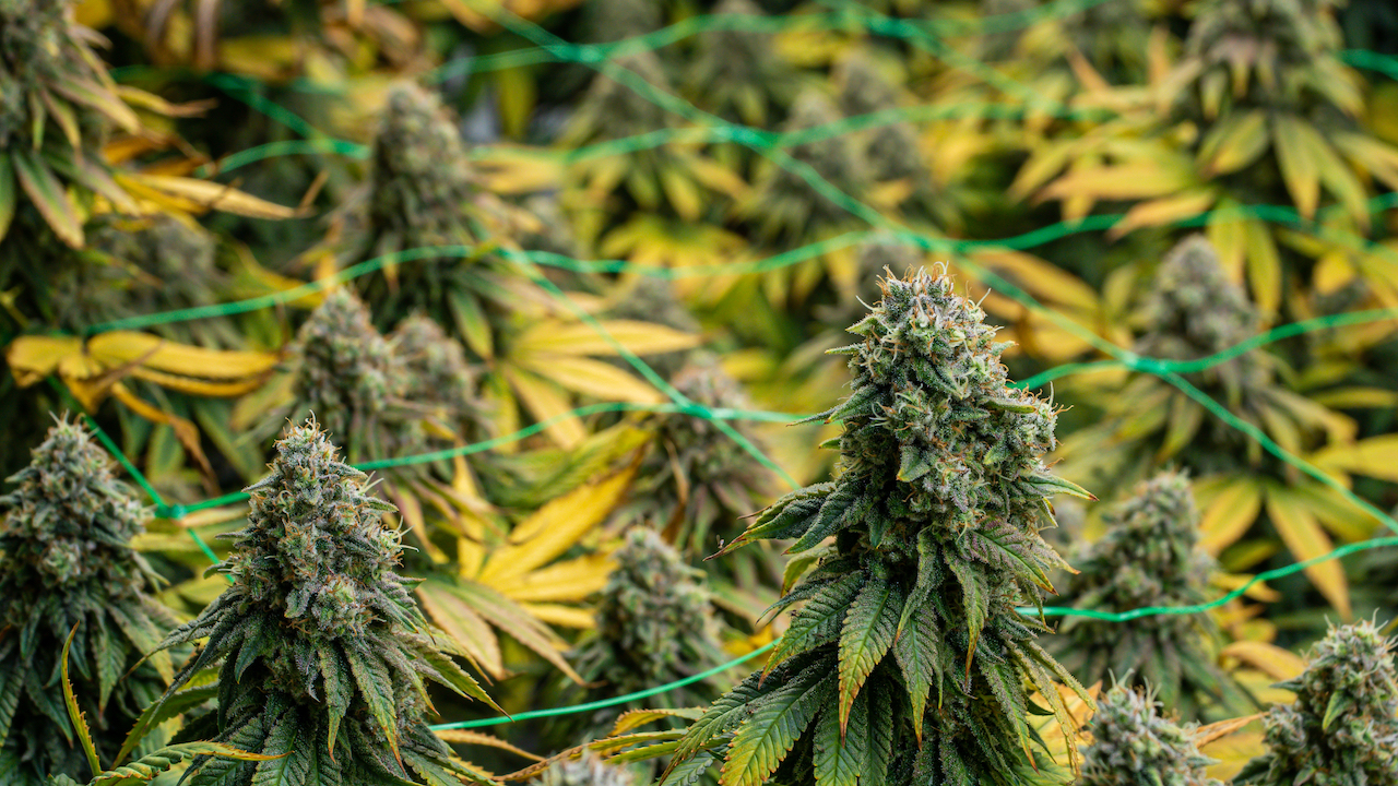 https://www.cannaconnection.com/img/cms/flowers-from-an-indoor-cannabis-%20%281%29.jpg