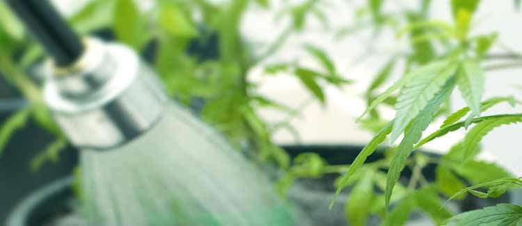 Top 10 mistakes of the beginning cannabis grower