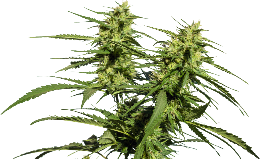 Cannabis Anbau - Anleitungen für Anfänger