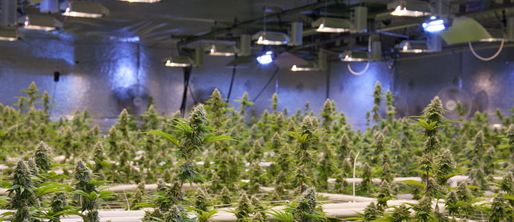 Top 10 mistakes of the beginning cannabis grower