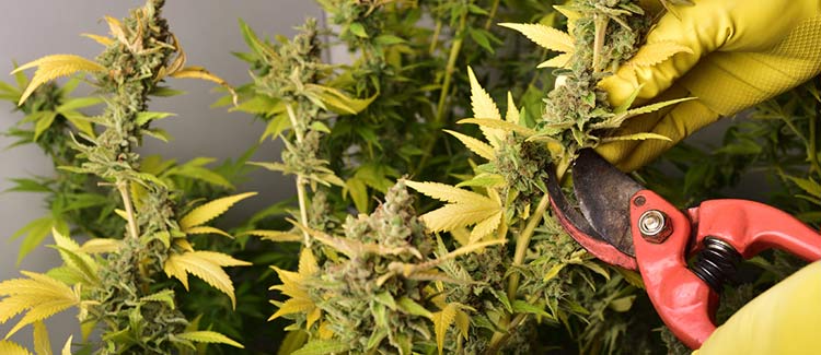 Top 10 mistakes of the beginning cannabis grower