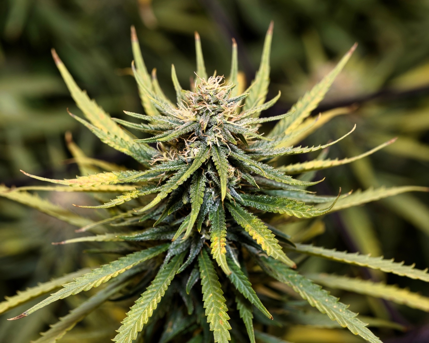 White Buffalo