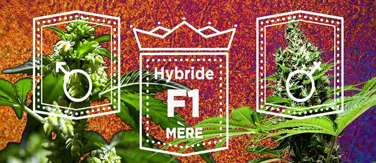 2. utilisation d’hybrides f1 :
