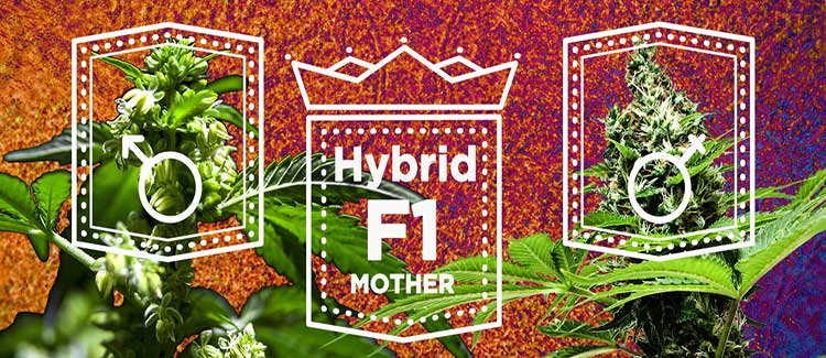 2. use f1 hybrids: